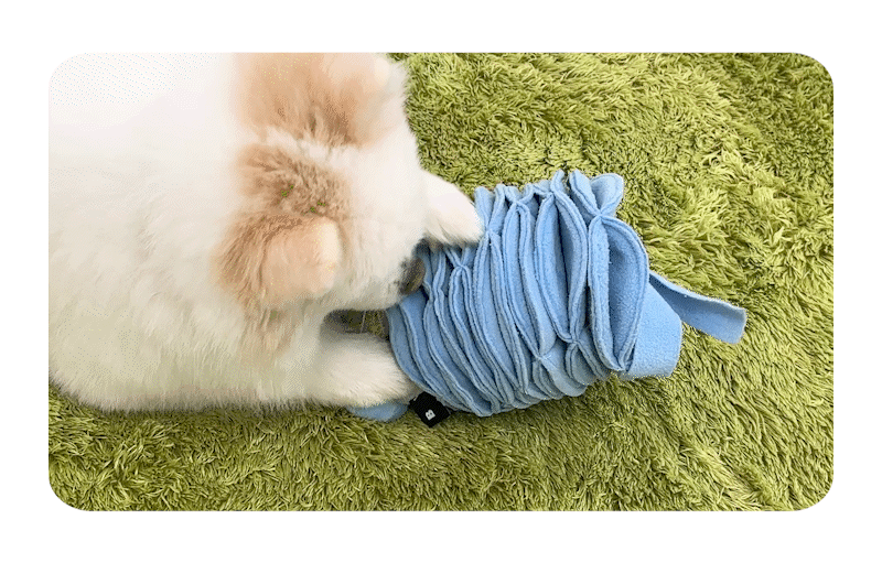 Poki Pocket Nosework Toy