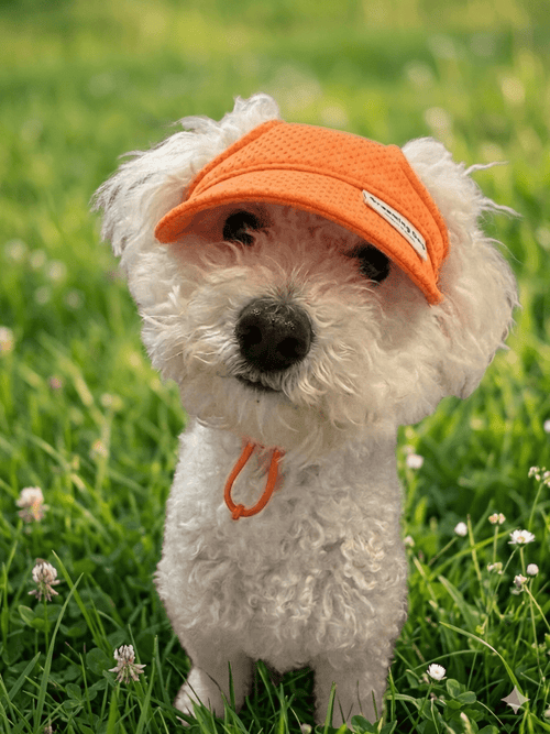 Breathable Mesh Dog Sun Cap - PawPaw Pet Shop