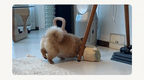 Jumping Boogie Auto-Ball Toy - PawPaw Pet Shop
