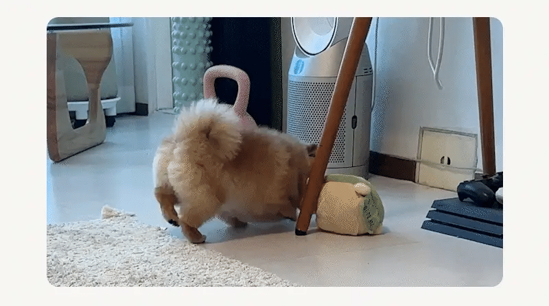 Jumping Boogie Auto-Ball Toy - PawPaw Pet Shop