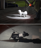 LED Signal Leash - PawPaw Pet Shop
