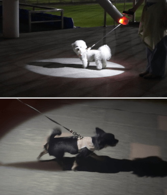 LED Signal Leash - PawPaw Pet Shop