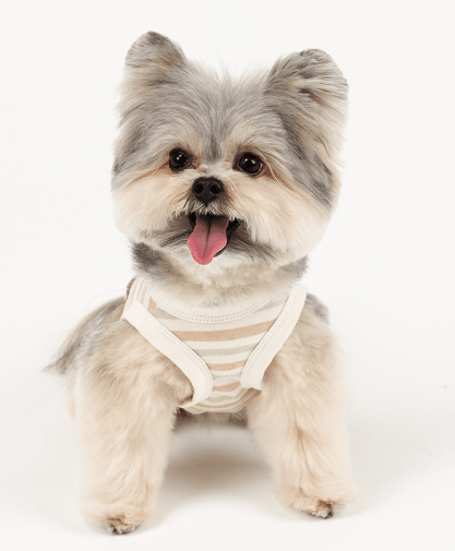 Organic Shirt - The Ringed Pistachio Pop - PawPaw Pet Shop